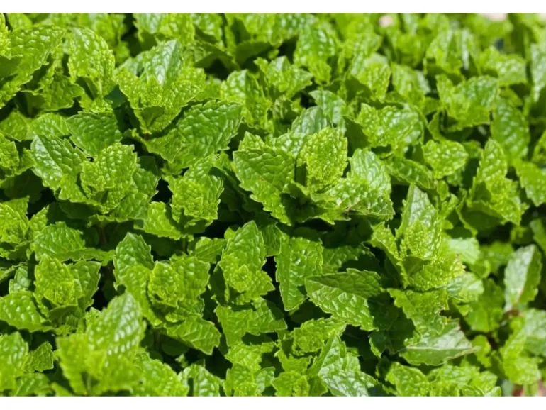 Mentha Spicata Maroccan Grüne Minze Ca. 9x9 cm Topf
