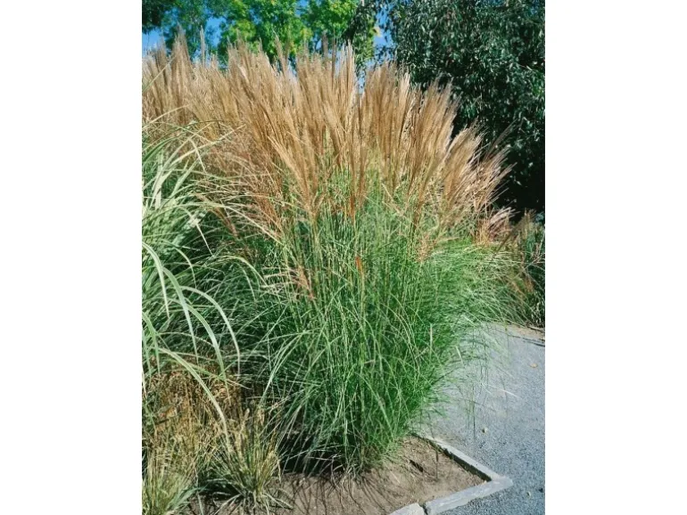 Miscanthus Sinensis Goliath Chinaschilf Ca. 11x11 cm Topf