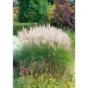 Miscanthus Sinensis Sarabande Chinaschilf Ca. 11x11 cm Topf