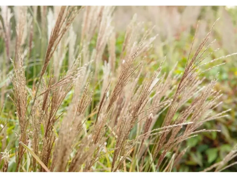 Miscanthus Sinensis Sarabande Chinaschilf Ca. 11x11 cm Topf