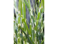 Miscanthus Sinensis Strictus Zebragras Ca. 11x11 cm Topf