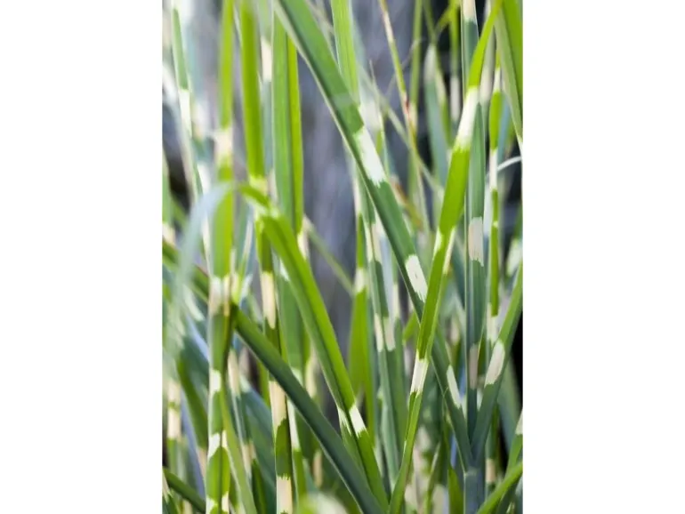 Miscanthus Sinensis Strictus Zebragras Ca. 11x11 cm Topf
