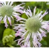 Monarda Fistulosa Fishes Wilde Bergamotte Ca. 9x9 cm Topf