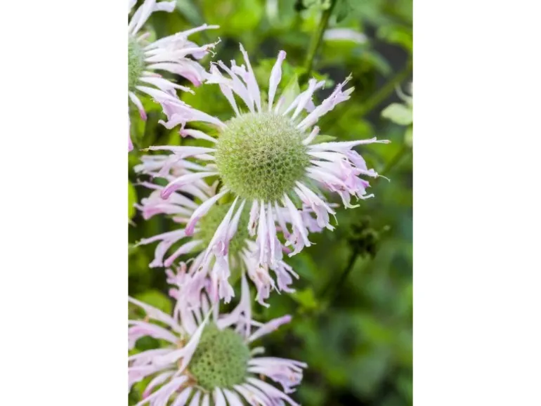 Monarda Fistulosa Fishes Wilde Bergamotte Ca. 9x9 cm Topf
