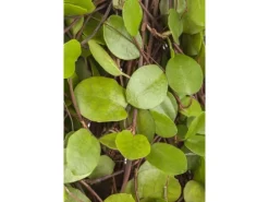 Muehlenbeckia Axillaris Kriechende Schönfrucht Ca. 9x9 cm Topf