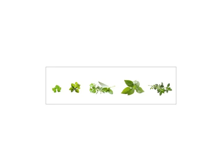 MySpotti Küchenrückwand Profix Cucina Kräuter 210 x 60 cm Minzgrün