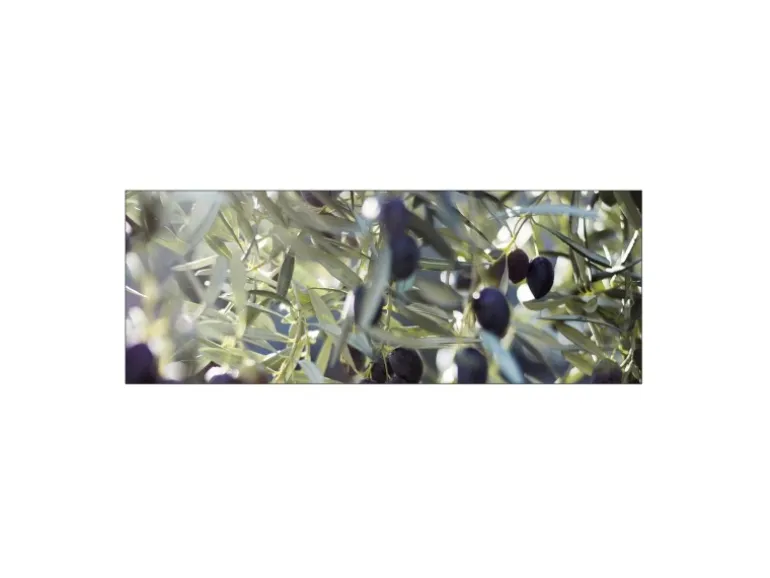 MySpotti Küchenrückwand Profix Cucina Olivenbaum 160 x 60 cm Blau-Grün