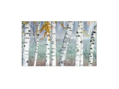 MySpotti Küchenrückwand Profix Cucina Birkenwald 100 x 60 cm Birke-Weiß