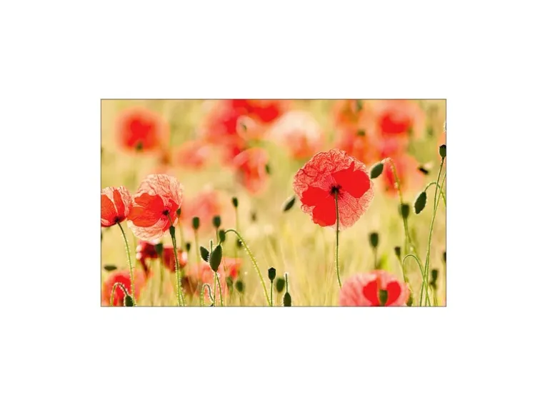 MySpotti Küchenrückwand Profix Cucina Mohnet 100 x 60 cm Mohnblüte