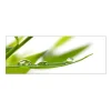 MySpotti Küchenrückwand Profix Cucina Dew Drop 160 x 60 cm Grasgrün