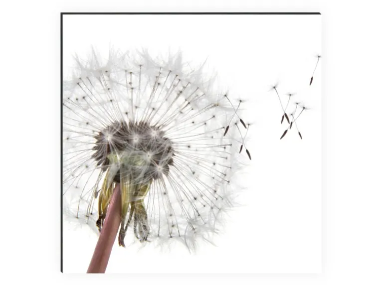 MySpotti Küchenrückwand Profix Cucina Dandelion 100 x 60 cm Weiß-Grau