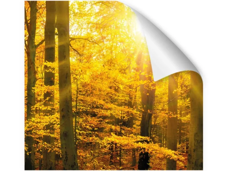 Myspotti Küchenrückwandfolie Herbstwald Selbstklebend 280 cm x 60 cm