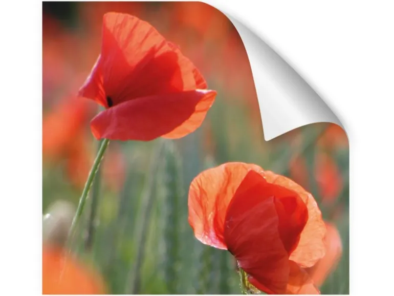 Myspotti Küchenrückwandfolie Mohn Selbstklebend 280 cm x 60 cm