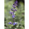Nepeta X Faassenii Walker's Low Katzenminze Ca. 9x9 cm Topf