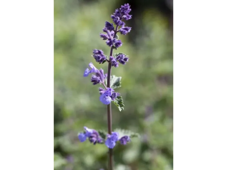 Nepeta X Faassenii Walker's Low Katzenminze Ca. 9x9 cm Topf