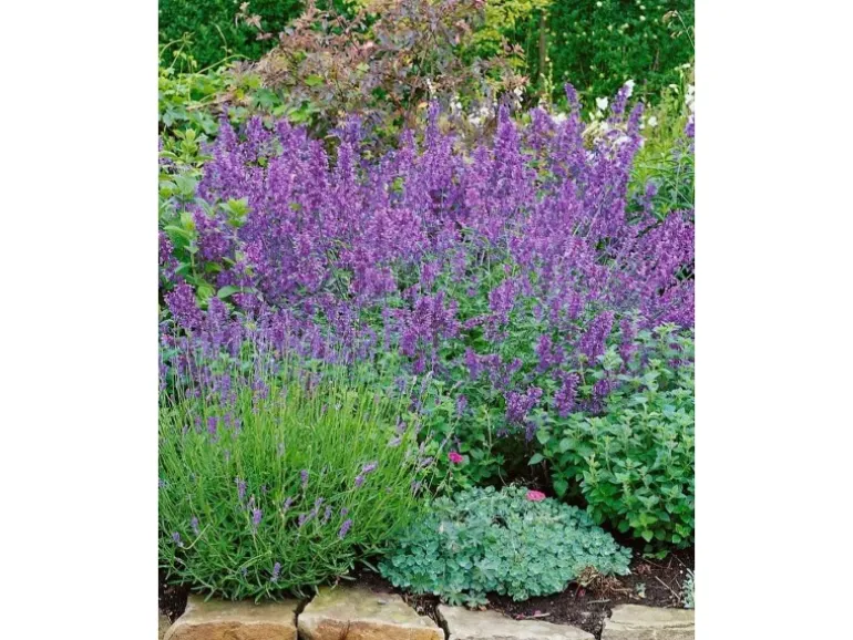 Nepeta X Faassenii Walker's Low Katzenminze Ca. 9x9 cm Topf