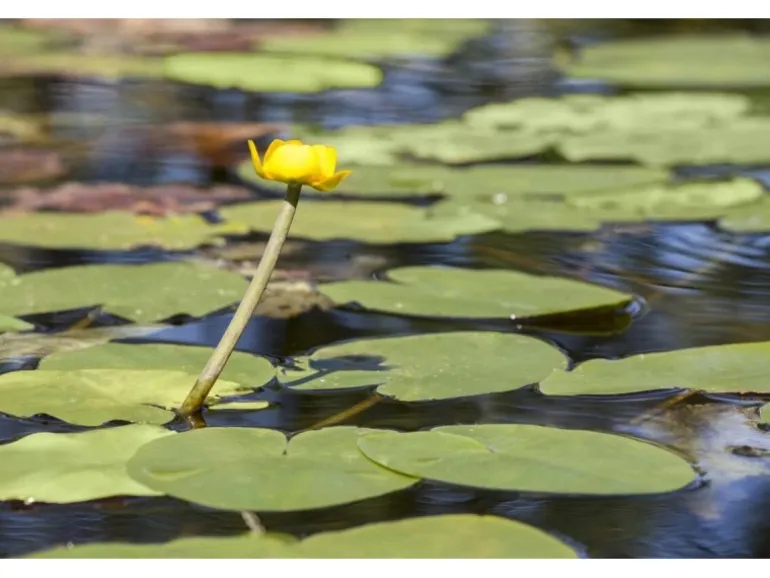 Nuphar Lutea Teichmummel Ca 11x11 cm Topf