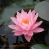 Nymphaea Odorata Seerose Ca. 11x11 cm Topf