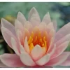 Nymphaea X Cult.'fabiola' Seerose Ca. 11x11 cm Topf
