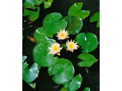 Nymphaea X Cult.'walter Pagels' Seerose Ca. 11x11 cm Topf