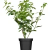 OBI Forsythie "Lynwood Gold" Gelb Höhe ca. 50 - 60 cm Topf ca. 3,5 l Forsythia