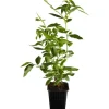 OBI Heidelbeere "Goldtraube" Blau Höhe ca. 20 - 30 cm Topf ca. 3 l Vaccinium