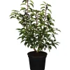 OBI Portugiesischer Kirschlorbeer "Angustifolia" Höhe ca. 50 - 60 cm Topf ca. 5l