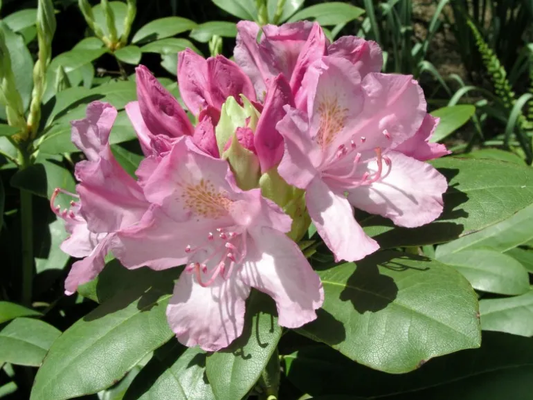 OBI Rhododendron "Roseum Elegans" Rosa Höhe ca. 30-40 cm Topf ca.5l Rhododendron