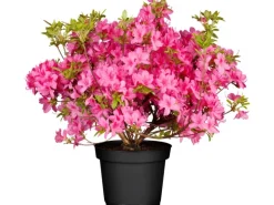 OBI Rhododendron