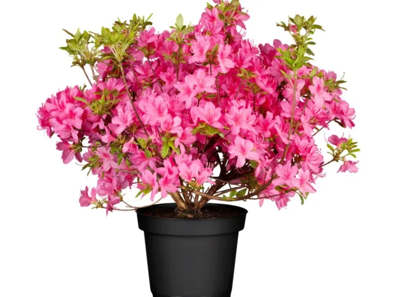 OBI Rhododendron "Roseum Elegans" Rosa Höhe ca. 30-40 cm Topf ca.5l Rhododendron