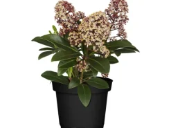OBI Skimmie "Rubella" Rosa-Weiß Höhe ca. 10 - 20 cm cm Topf ca. 1,5 l Skimmia