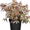 OBI Traubenheide "Rainbow" Höhe ca. 5 - 10 cm Topf ca. 2 l Leucothoe