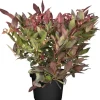 OBI Traubenheide "Scarletta" Weiß Höhe ca. 5 - 10 cm Topf ca. 2 l Leucothoe