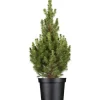 OBI Zuckerhutfichte "Conica" Höhe ca. 50 - 60 cm Topf ca. 5 l Picea