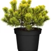 OBI Zwergkiefer "Wintergold" Höhe ca. 20 - 30 cm Topf ca. 4,6 l Pinus mugo