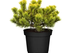 OBI Zwergkiefer "Wintergold" Höhe ca. 20 - 30 cm Topf ca. 4,6 l Pinus mugo