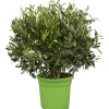 Olivenbaum Busch Topf-Ø ca. 16 cm Olea