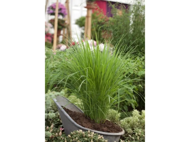 Panicum Virgatum Northwind Rutenhirse Ca. 9x9 cm Topf