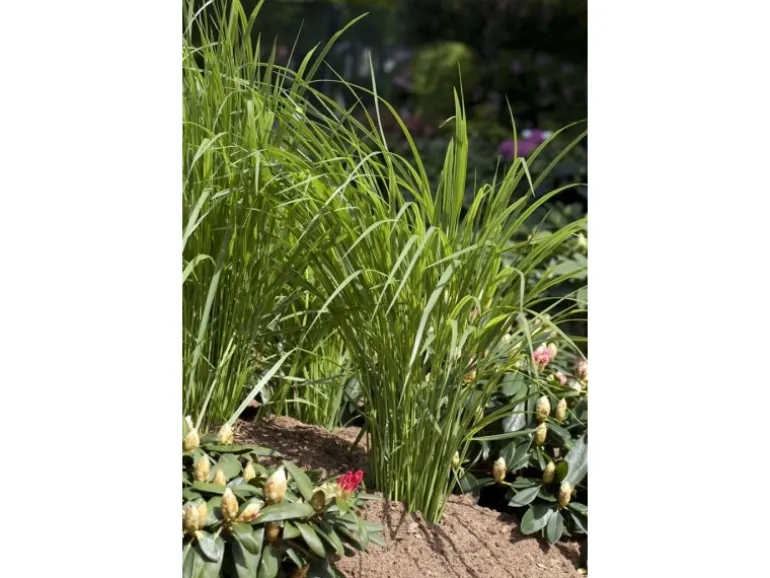 Panicum Virgatum Northwind Rutenhirse Ca. 9x9 cm Topf