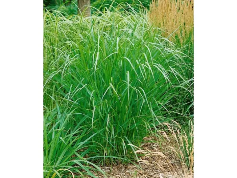 Panicum Virgatum Warrior Rutenhirse Ca. 9x9 cm Topf