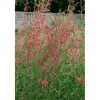 Penstemon Barbatus Bartfaden Ca. 9x9 cm Topf