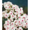Phlox Subulata Amazing Grace Teppichphlox Weiß Ca. 9x9 cm Topf