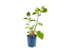 Physalis Peruviana Andenbeere Essbar Ca. 11x11 Cm Topf