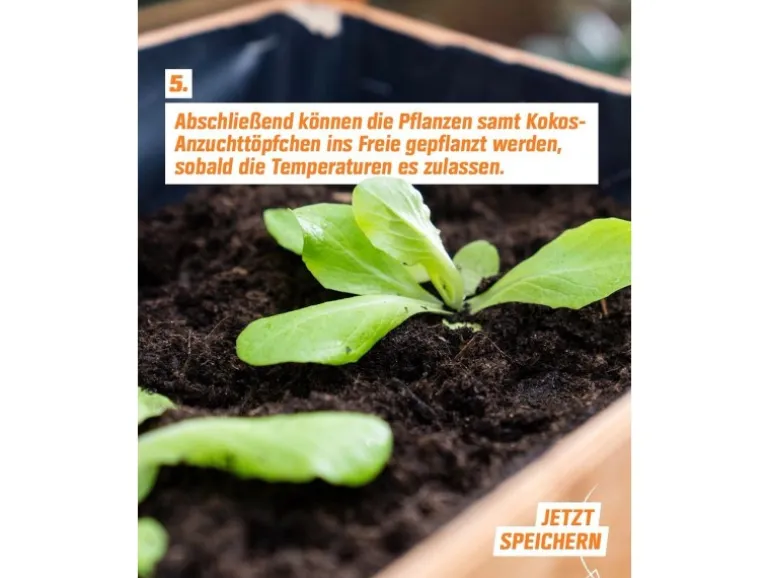 Proflora Kokosfaser Anzucht-Pflanztopf 0,05 l (20 Töpfe)