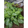Pulmonaria Saccharata Reginald Kaye Geflecktes Lungenkraut Ca. 9x9 cm Topf
