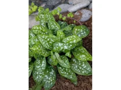 Pulmonaria Saccharata Reginald Kaye Geflecktes Lungenkraut Ca. 9x9 cm Topf