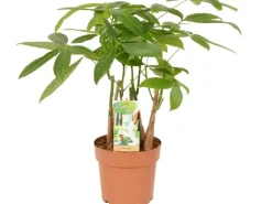Rasierpinselbaum Höhe ca. 50 - 55 cm Topf-Ø 17 cm Pachira aquatica
