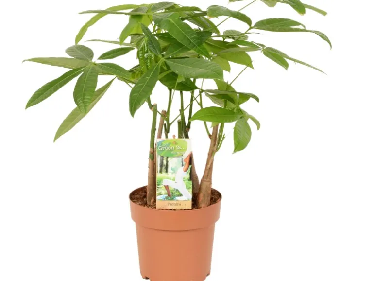 Rasierpinselbaum Höhe ca. 50 - 55 cm Topf-Ø 17 cm Pachira aquatica