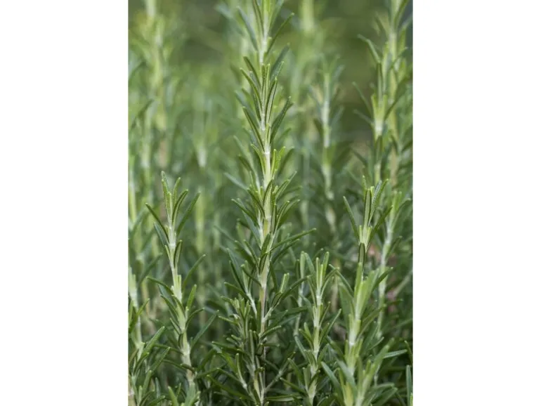 Rosmarinus Officinalis Arp Rosmarin Winterhart Ca. 9x9 cm Topf