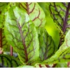 Rumex Acetosa Wiesen Sauerampfer Ca. 11x11 cm Topf